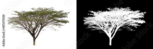 Trees on transparent picture background with clipping path, single tree with clipping path and alpha channel on black background.