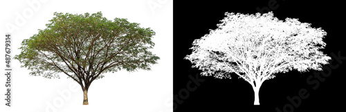 Tree on transparent picture background with clipping path  single tree with clipping path and alpha channel on black background.