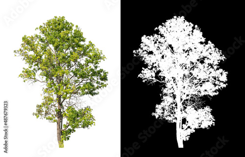 Tree on transparent picture background with clipping path, single tree with clipping path and alpha channel on black background