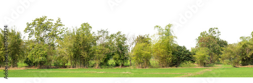 Green Trees isolated on white background.are Forest and foliage in summer for both printing and web pageswith cut path and alpha channel © Sarawut