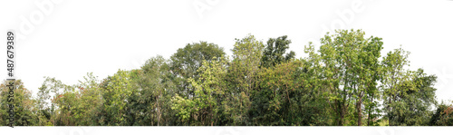 Green Trees isolated on white background.are Forest and foliage in summer for both printing and web pageswith cut path and alpha channel