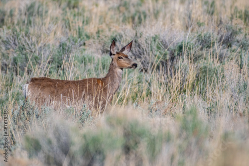 Fototapeta Naklejka Na Ścianę i Meble -  young impala antelope