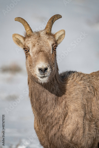 white deer