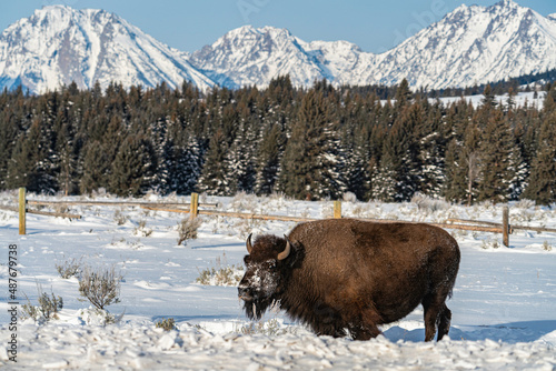 bison in winter