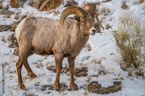mountain goat in the snow