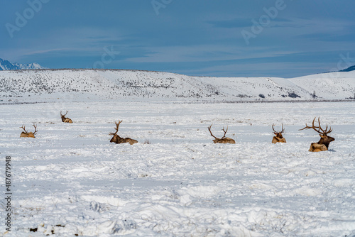 deer in snow