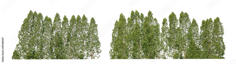Fototapeta premium Green Trees isolated on white background.are Forest and foliage in summer for both printing and web pageswith cut path and alpha channel