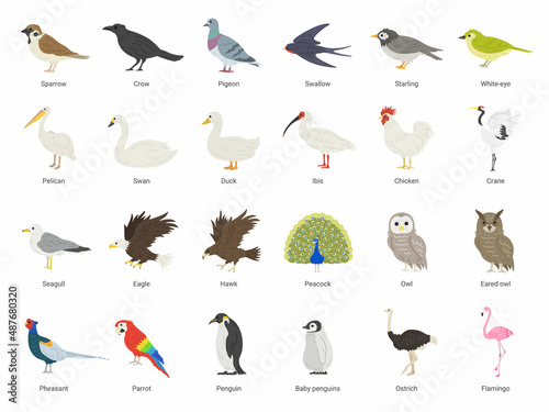 たくさんの種類の鳥類のイラストセット