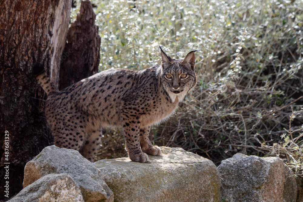 Obraz premium Iberian lynx marking its territory with urine