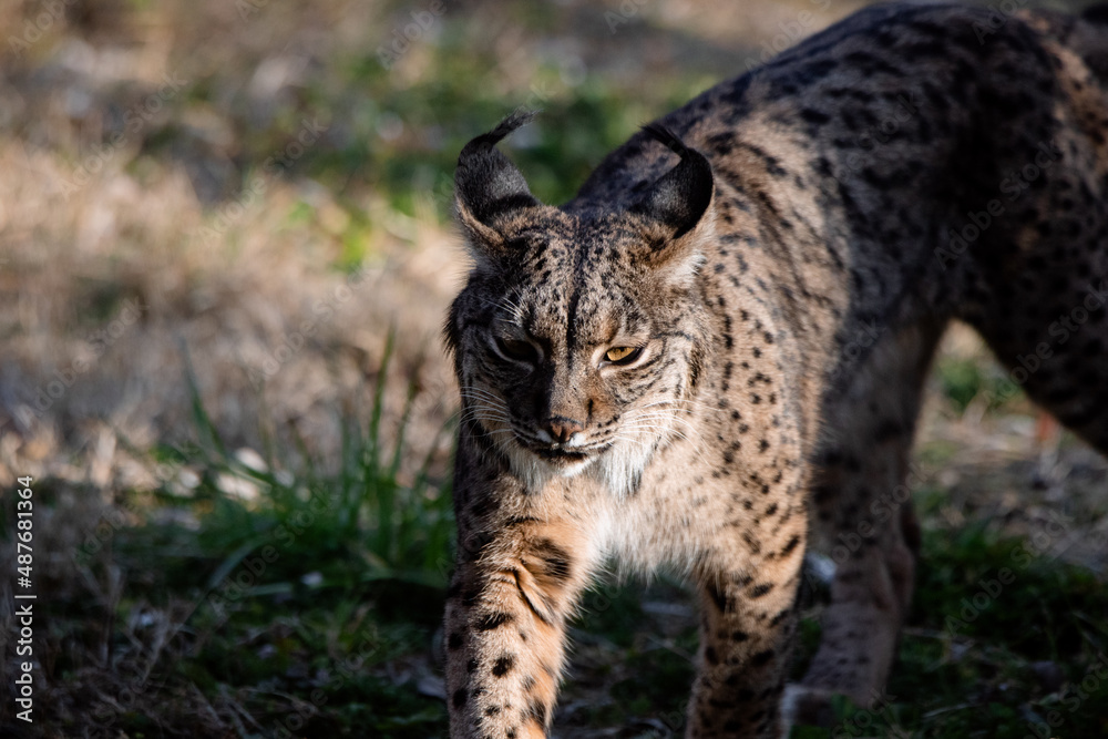 Close up of an Iberian lynx (Lynx pardinus) Close up of an Iberian lynx (Lynx pardinus)