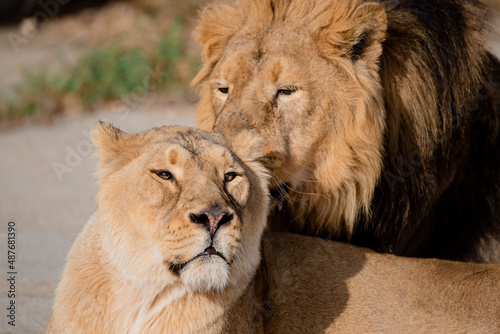 Fototapeta Naklejka Na Ścianę i Meble -  Male and female of asian lion (Panthera leo persica) in captivity