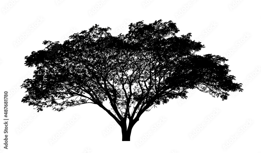 Fototapeta premium Tree silhouette for brush on white background.