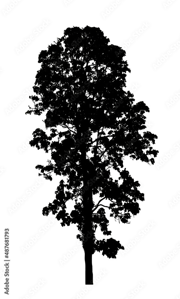 Fototapeta premium Tree silhouette for brush on white background.