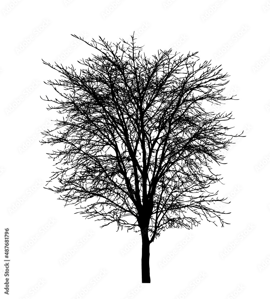 Tree silhouette for brush on white background. Tree silhouette for brush on white background.