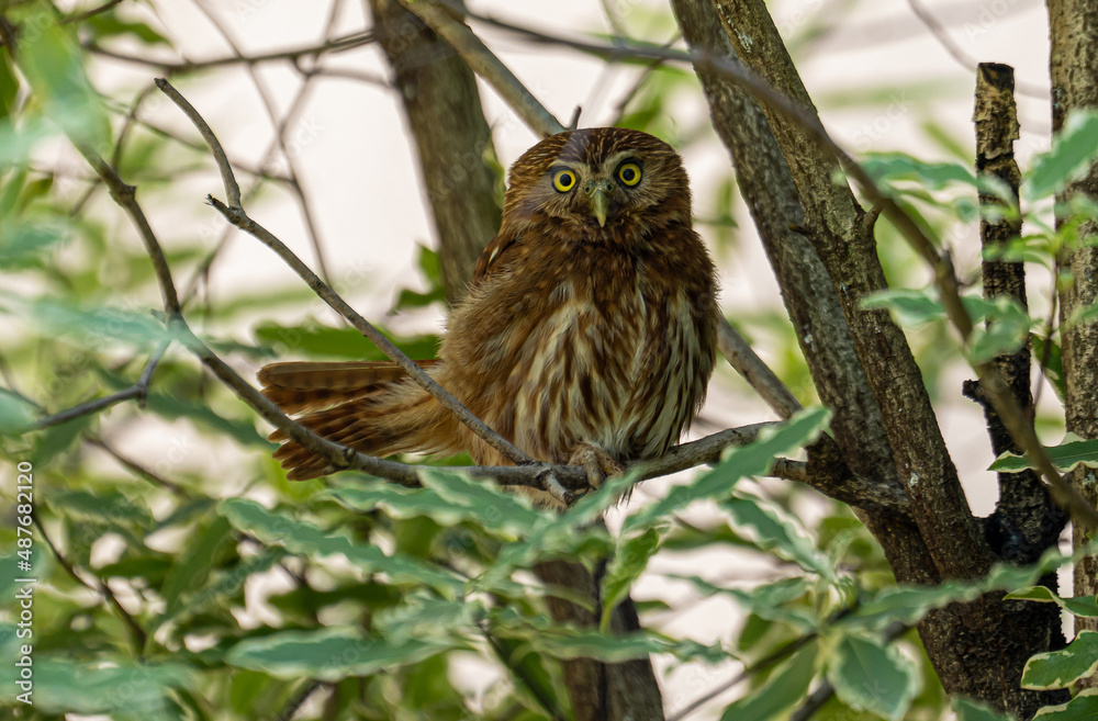 Argentina, an Austral Pygmy Owl sitting on branch Argentina, an Austral Pygmy Owl sitting on branch