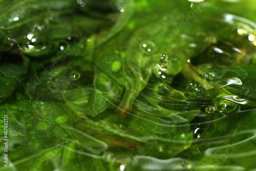 Macro shot of frozen mint leaf