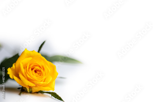 yellow roses on a white background. place for text