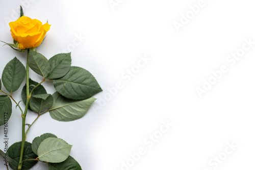 yellow roses on a white background. place for text