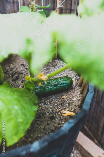 close-up of cucumber plant with veggie growing outdoor in sunny vegetable garden