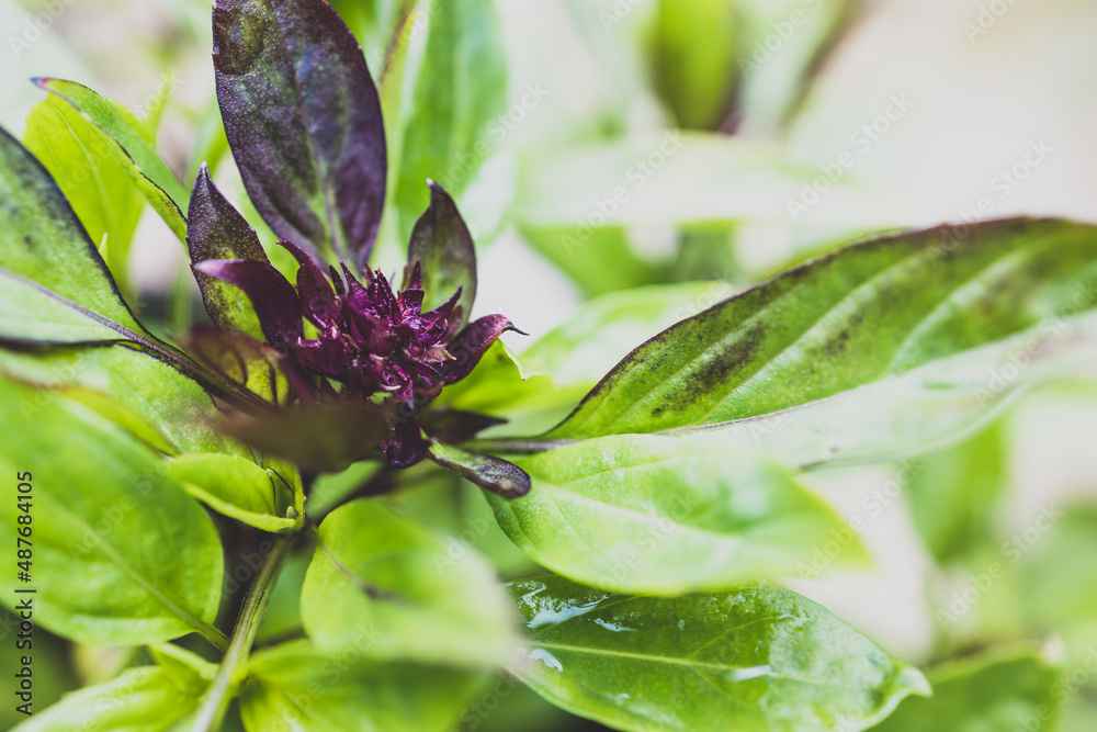 close-up of thai basil plant with purple flowers outdoor in sunny vegetable garden close-up of thai basil plant with purple flowers outdoor in sunny vegetable garden