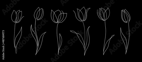 Set of one line tulips. Hand drawn contuor drowing of spring flowers. Modern single line art.