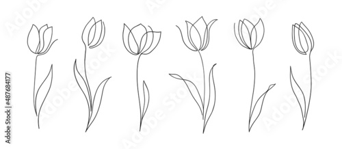 Set of one line tulips. Hand drawn contuor drowing of spring flowers. Modern single line art.