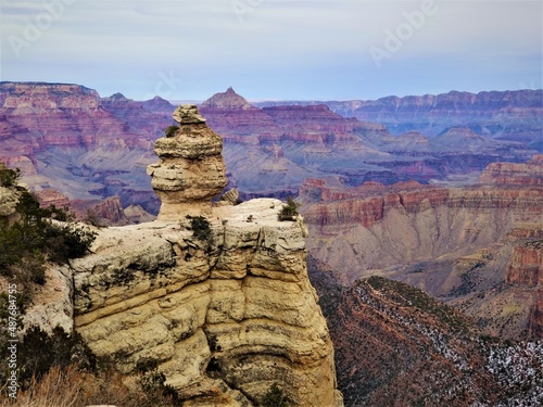 Grand Canyon Duck on a Rock