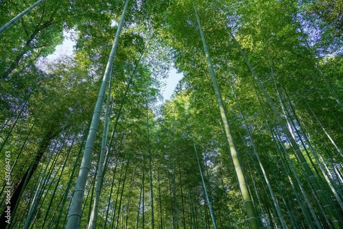 仰ぎ見るまっすぐ伸びた孟宗竹の情景