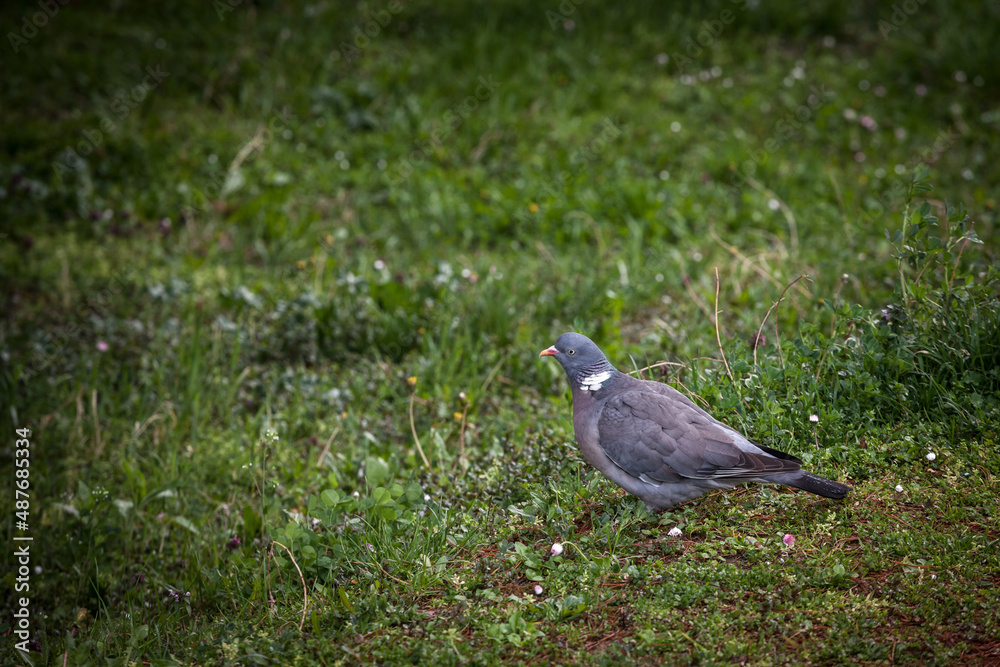 Selective blur on a pigeon, alone, standing in the grass in a city park.It belongs to columba palumbus, also known as Common wood pigeon, one of the most common species of pigeon... Selective blur on a pigeon, alone, standing in the grass in a city park.It belongs to columba palumbus, also known as Common wood pigeon, one of the most common species of pigeon...