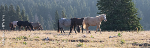 Golden Palomino Band Stallion with his herd of wild horses in the Pryor Mountains in Montana United States © htrnr