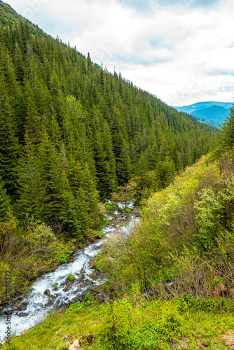 Scenic view of stream of mountain water flowing between the trees in forest. Dense forest landscape © Aerial Film Studio