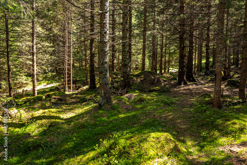 Beautiful dense forest landscape. Footpath with stones between dense spruce trees and branches in forest