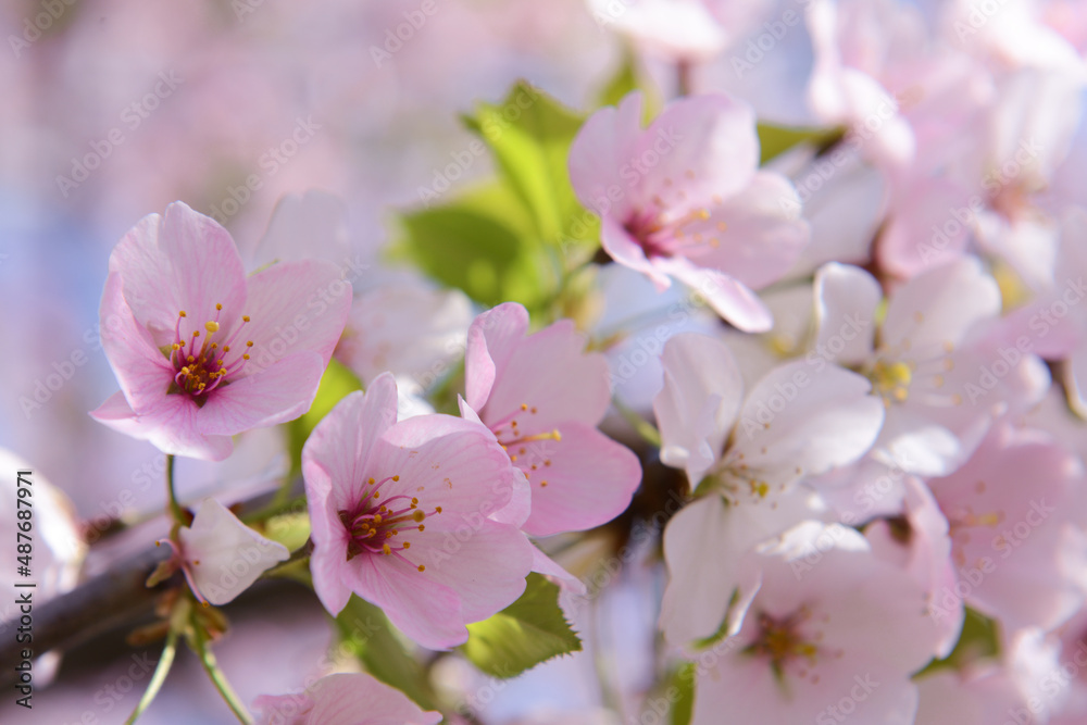 Cherry blossoms close up during the cherry blossom festival in springtime - Washington D.C. United States of America	