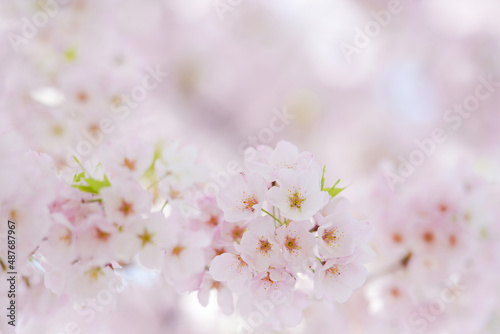 Cherry blossoms close up during the cherry blossom festival in springtime - Washington D.C. United States of America 