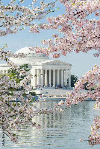 Tableau sur toile Jefferson Memorial during cherry blossom festival in springtime - Washington D