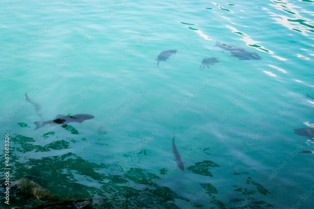 Obraz premium fish in a blue lake