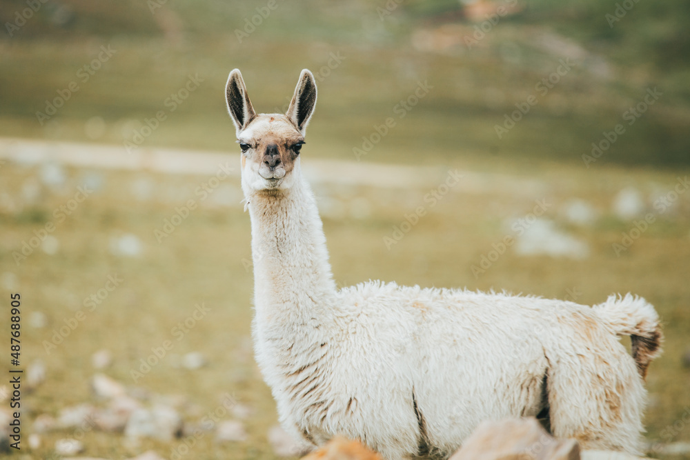 Obraz premium Retrato de alpacas