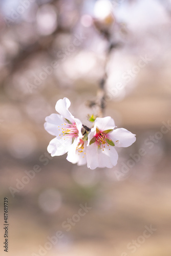 blossom in spring