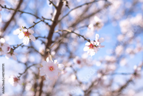 blossom