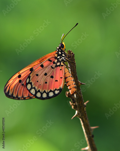 Close up photo of a brown orange butterfly with wings like a beautiful tiger color pattern © Eko