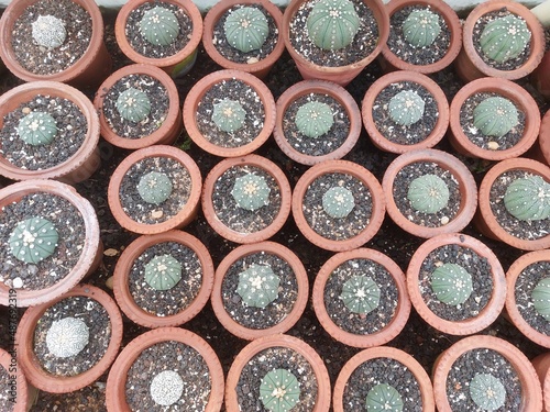 Cactus pot from high angle, Small size pots are ready for sale.