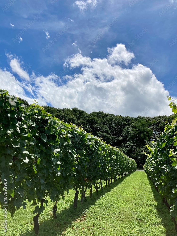 Naklejka premium Summer winery