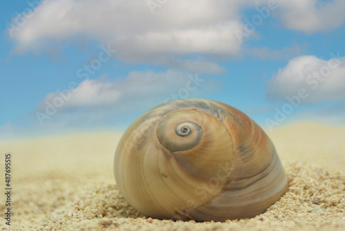 Sea Shell on Sand With Blue Sky Background