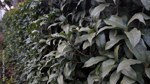 Leaves in downtown