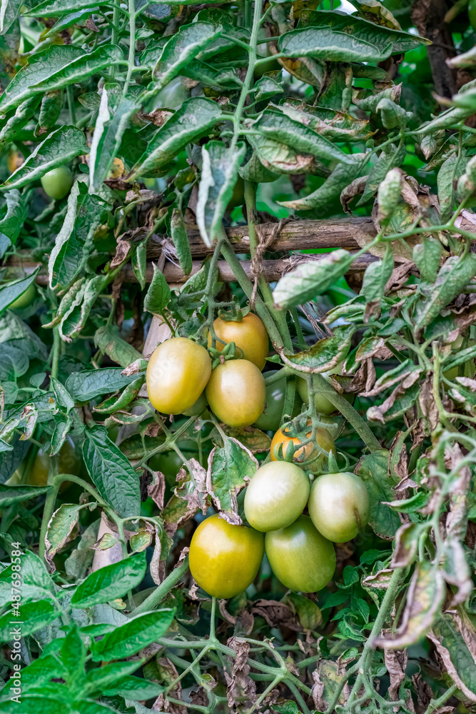 Mature tomatoes hanging on the tree in the garden close up shot