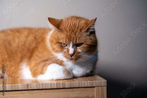 cat on a table © photocinemapro