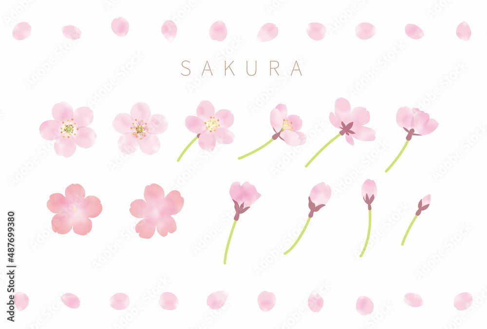 Obraz premium さくらの花とつぼみと花びらのベクター