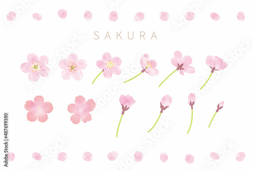 さくらの花とつぼみと花びらのベクター