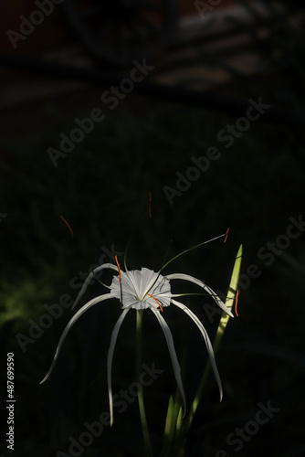 Close-up of white spider lily flower against a dark background