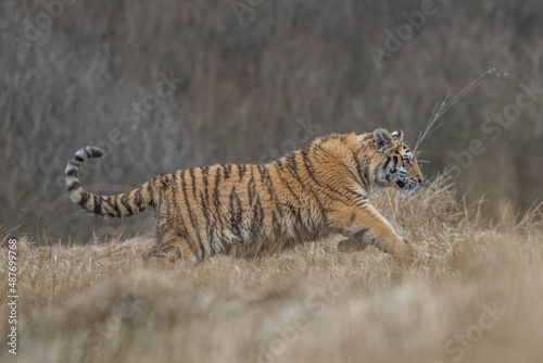 beautiful usurrian tiger running through the Russian taiga